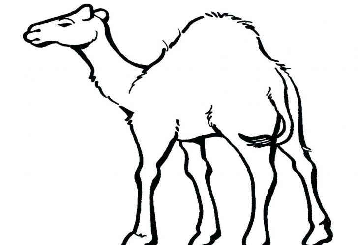 728x500 Coloring Pages Halloween Cat Printable Camel Dromedary