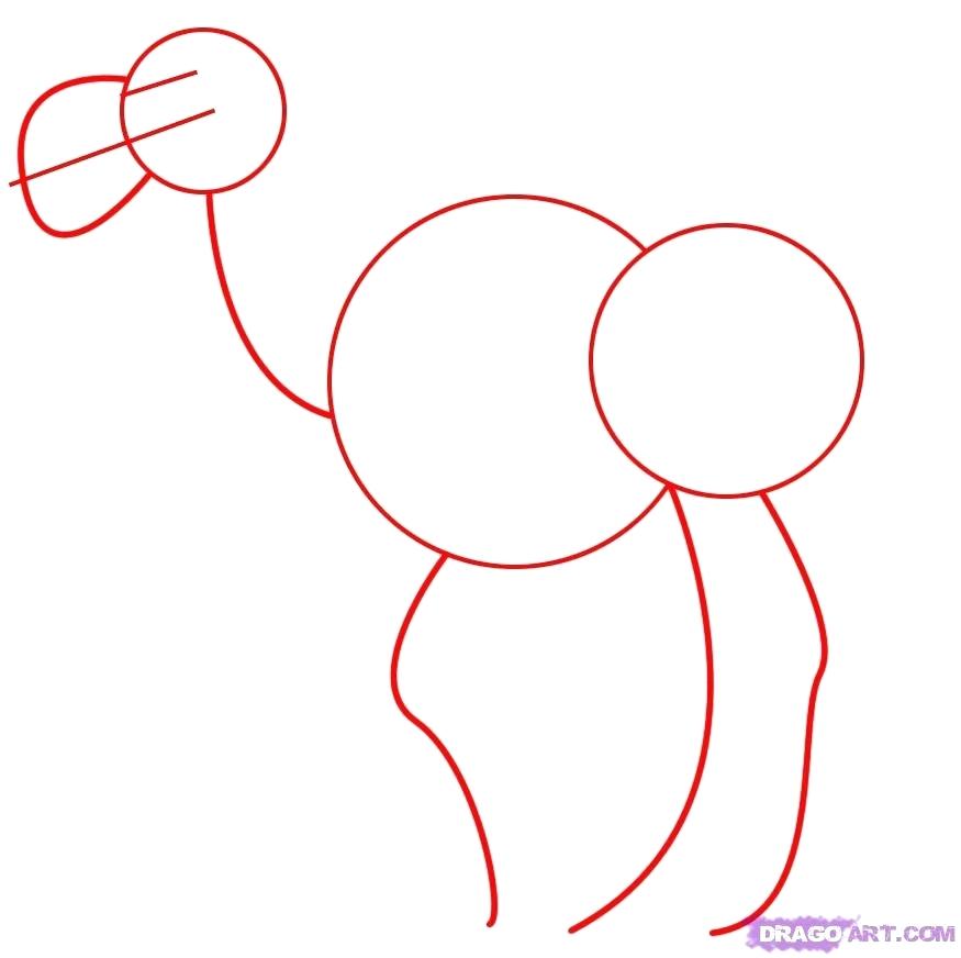 875x872 draw camel how to draw camel step draw camel images