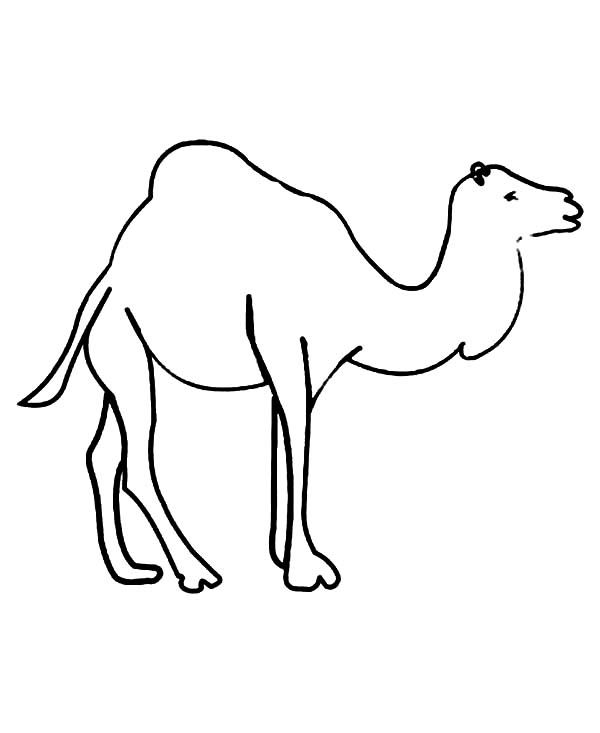 600x733 camel, kids drawing of camel coloring