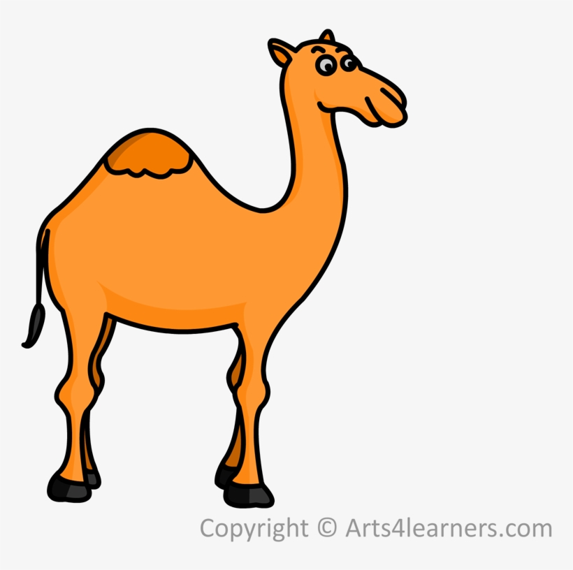 820x816 Drawn Camel Drawing