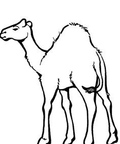 236x283 Luxury Camel In Desert Coloring