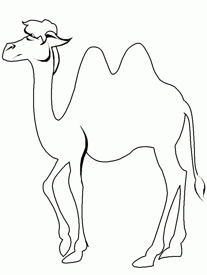 718x957 Picture Camel