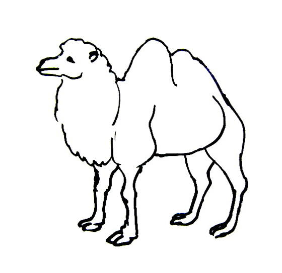 560x543 Camel Coloring Pages For Kids