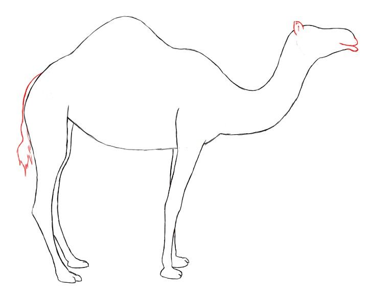 720x576 camel lines saudi arabia in drawings, camel, camel tattoo