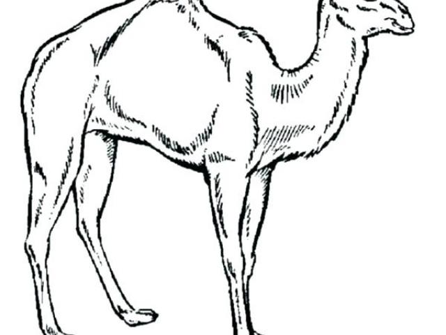 640x480 Drawn Camel Drawing