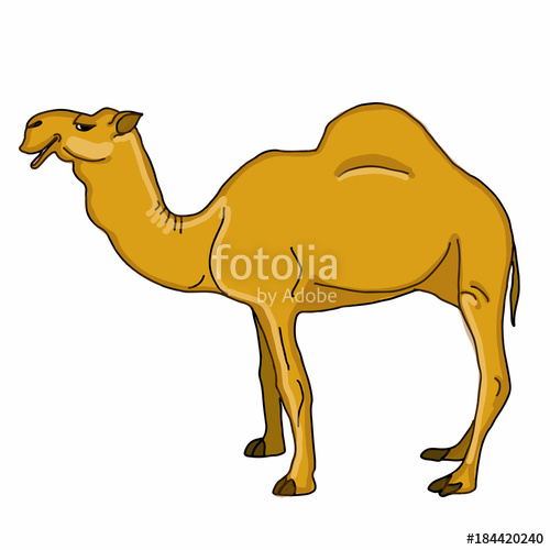 500x500 Realistic Illustration Camel Drawing Stock Photo And Royalty Free