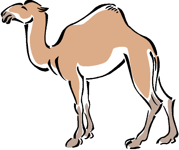 750x631 Drawing Camels Vector Transparent Png Clipart Free Download