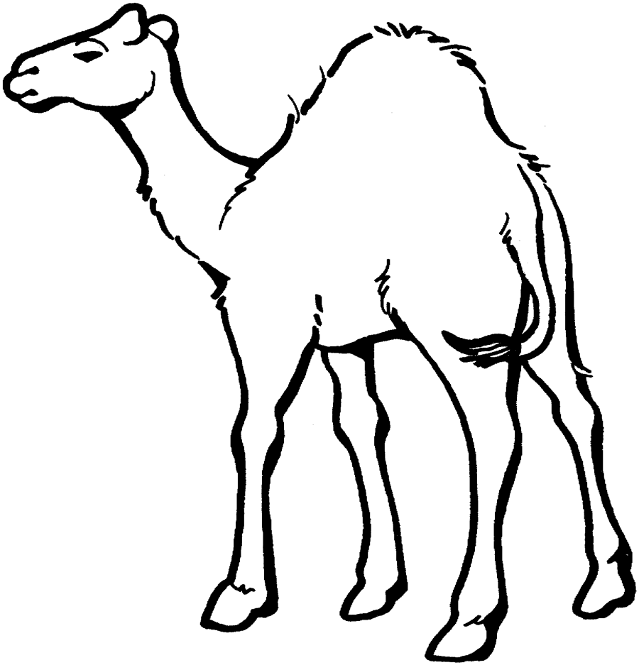 900x937 Free Printable Camel Coloring Pages For Kids Art Zoo Animal