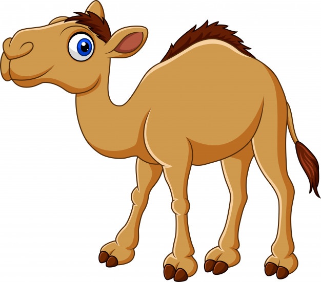 626x551 Camel Vectors, Photos And Free Download