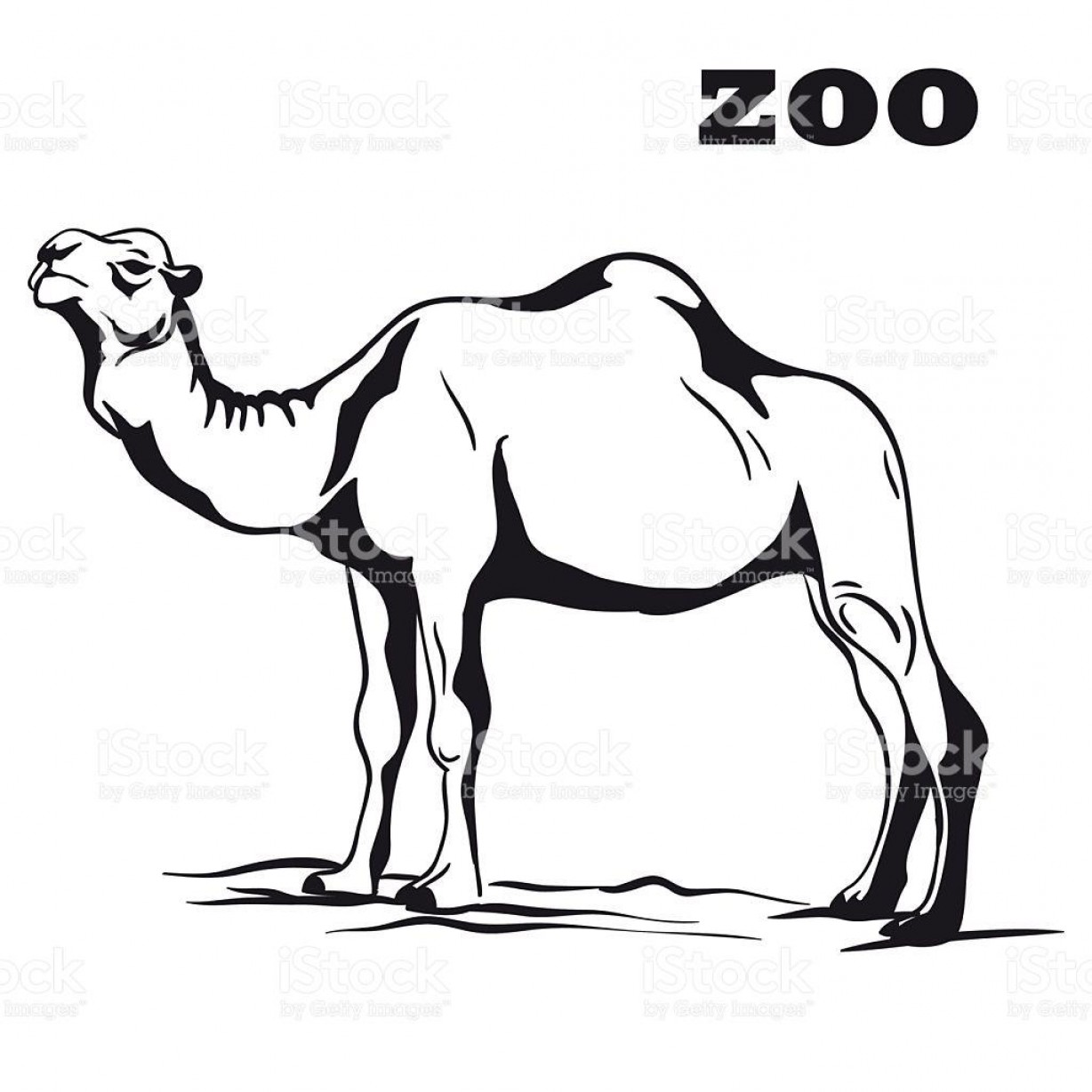 1228x1228 top black arabian camel vector cdr sohadacouri