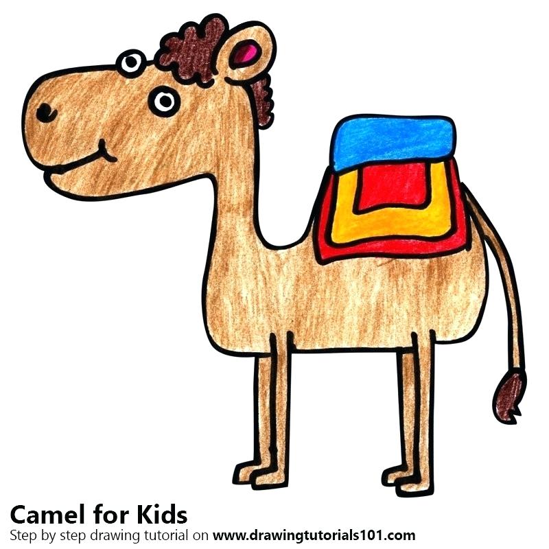 800x800 How To Draw A Camel