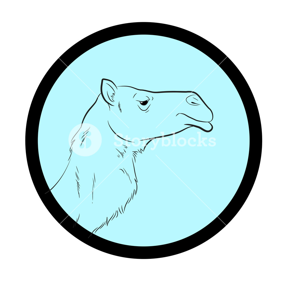 1000x993 camel face closeup vector royalty free stock image