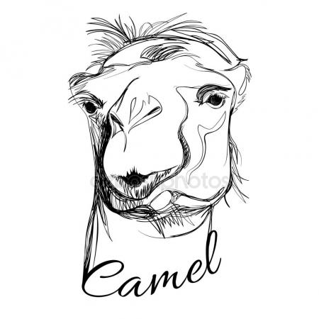 450x450 Camel Face Drawing