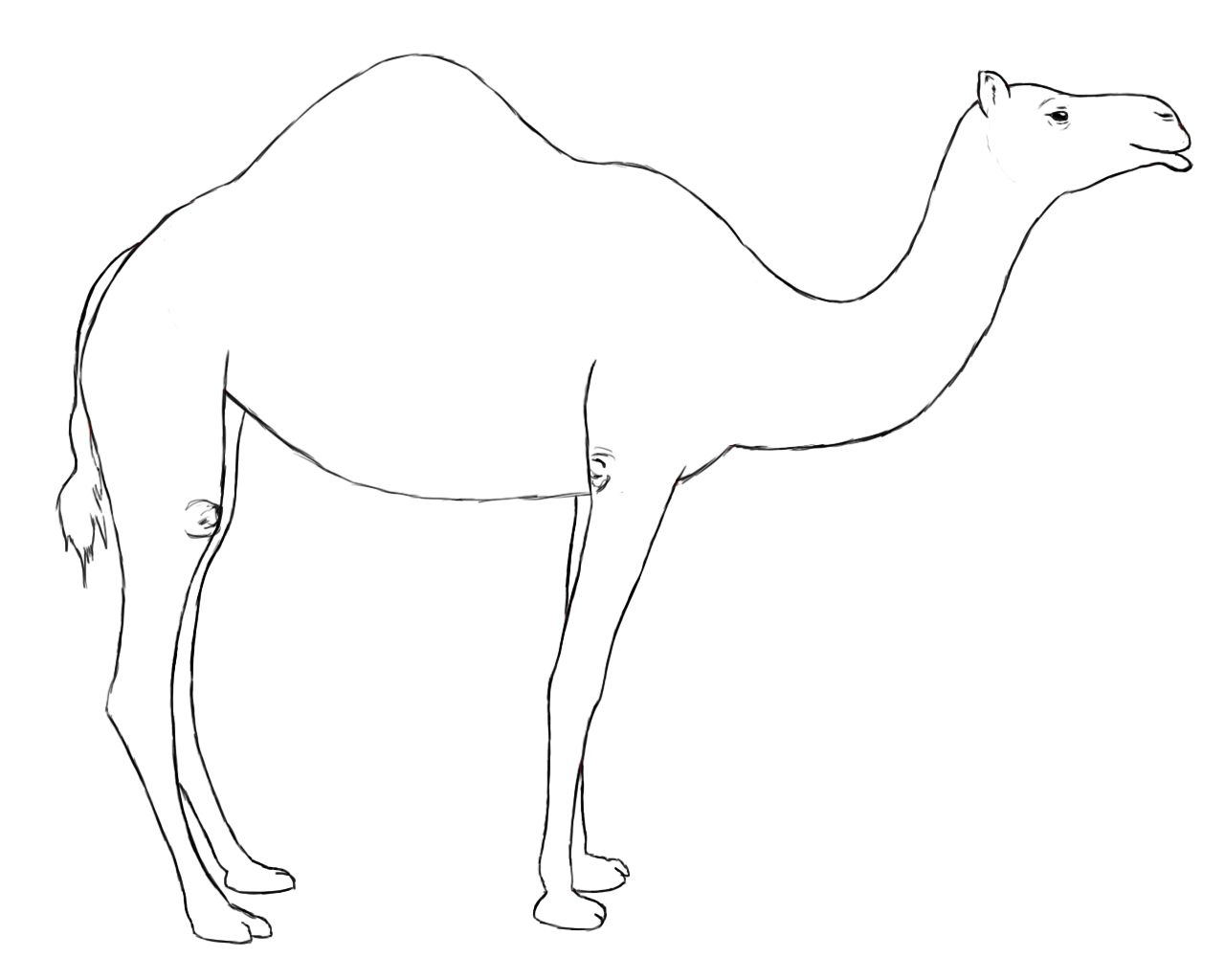 camel-in-desert-drawing-free-download-on-clipartmag