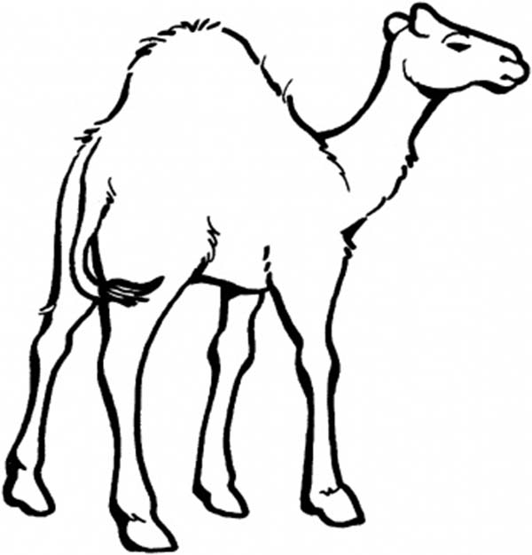 600x626 Desert Animals Camel Coloring Page