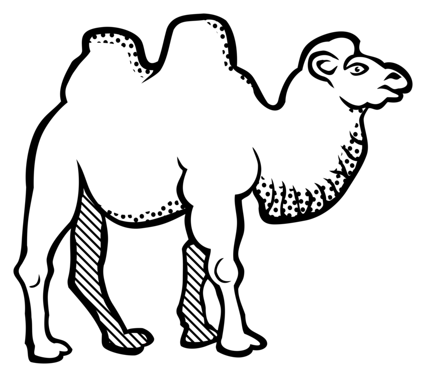 848x750 Drawing Camels Black Transparent Png Clipart Free Download