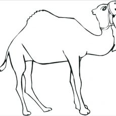 230x230 Nice Idea Camel Coloring