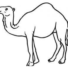 230x230 Pretty Camel Coloring