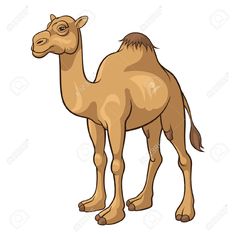 236x236 exciting camel images camel, camels, drawings