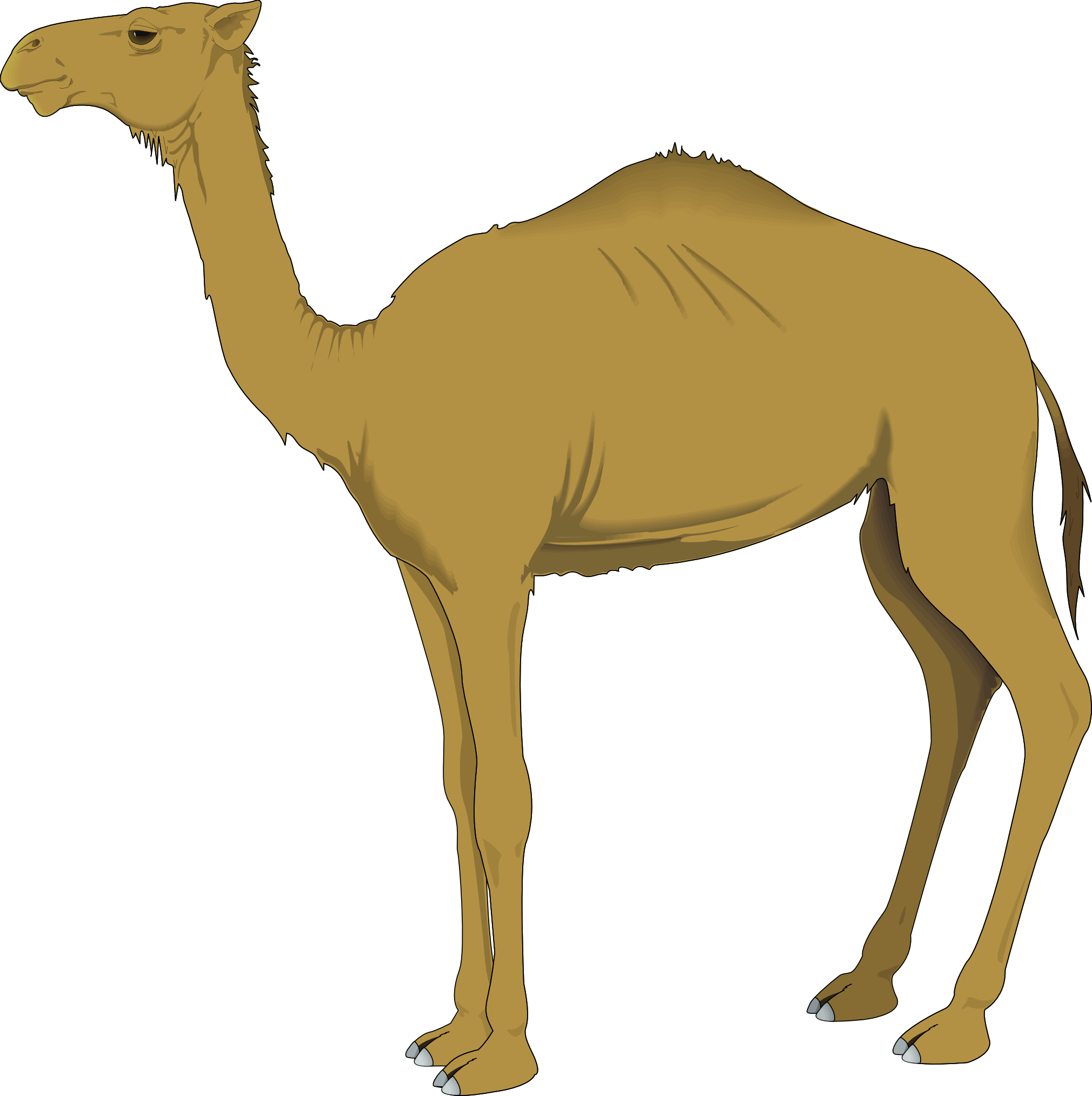2020x2027 Camel Desert Transparent Png Clipart Free Download