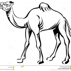300x300 Stock Illustration Camel Line Art Vector Clip Art Isolated White