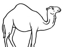 220x165 Camel Coloring