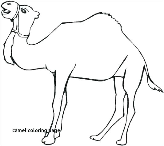 533x475 camel coloring pages of baby camels klubfogyas