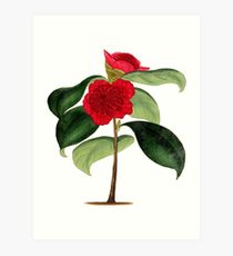 210x230 Camellia Japonica Drawing Art Prints Redbubble