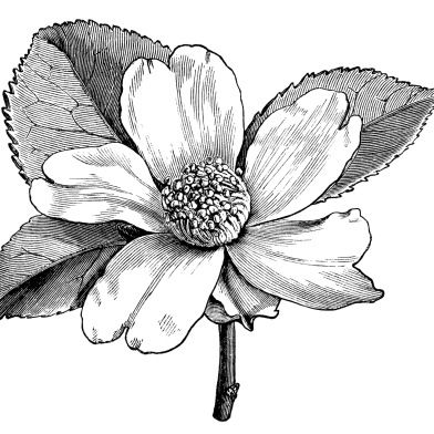 392x392 Camellia Oleifera, Camellia Flower Illustration, Black And White