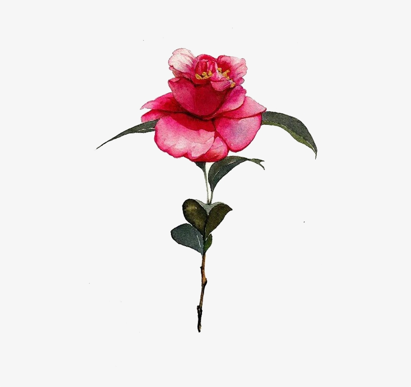 820x772 Clip Black And White Library Camellia Drawing Watercolor