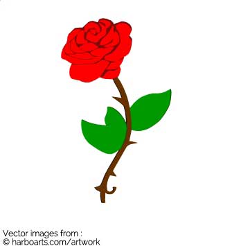 335x355 Download Red Rose