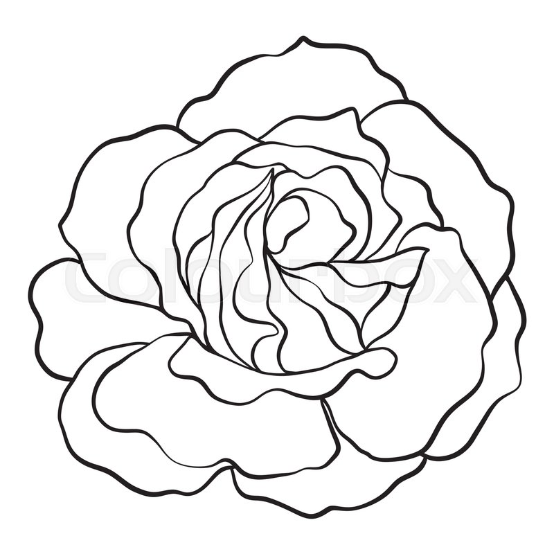 800x800 Isolated Rose Outline Drawing Stock Stock Vector Colourbox