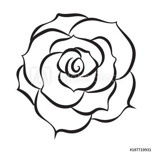 500x500 Sketch Line Drawing Of Rose Isolated Illustration On White