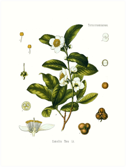 413x549 tea plant biological drawing