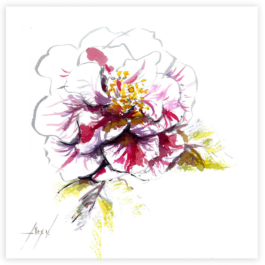 1024x1024 The World's Best Photos Of Camellia And Drawing