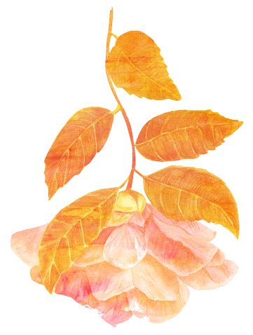 361x478 Vintage Style Watercolor Drawing Of Tender Golden Toned Camellia