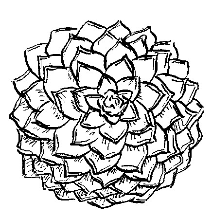 436x448 Camellia Flower Forms Sizes