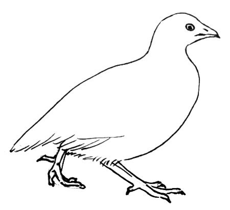 450x411 How To Draw A Quail