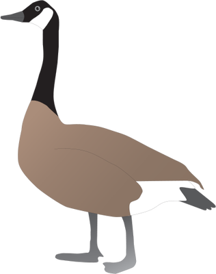 316x400 Collection Of Free Goose Drawing Canada Download On Ui Ex