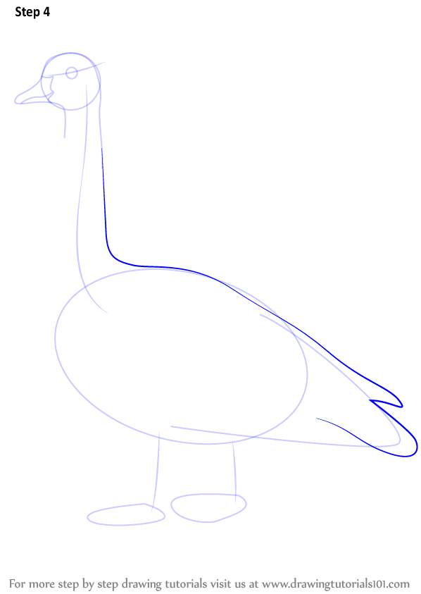 598x843 Learn How To Draw A Canada Goose