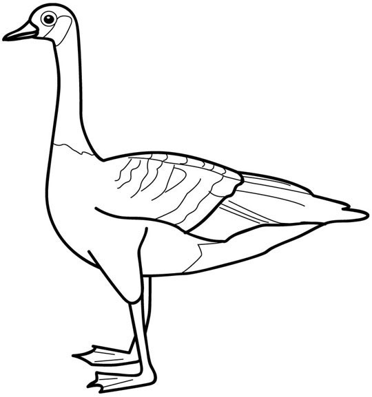 540x577 Canada Goose Coloring