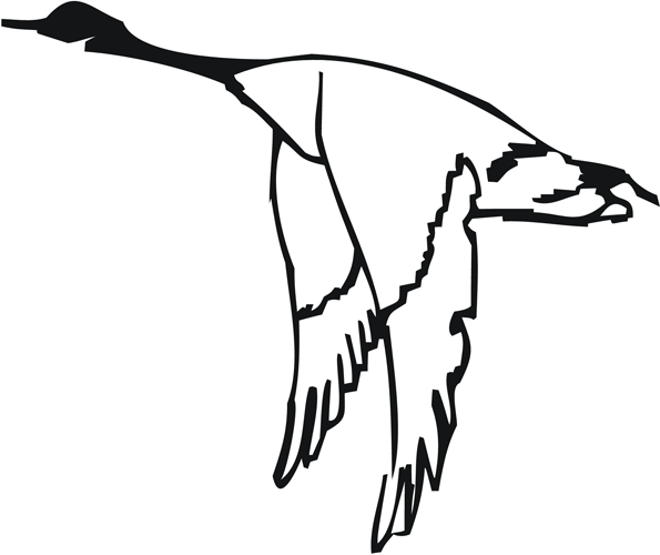 595x500 Canada Goose Sketch Contemporary Lagiq Animals Art, Drawings