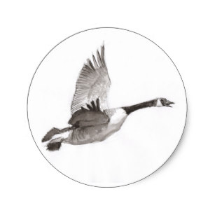 307x307 Canada Goose Stickers Zazzle Ca