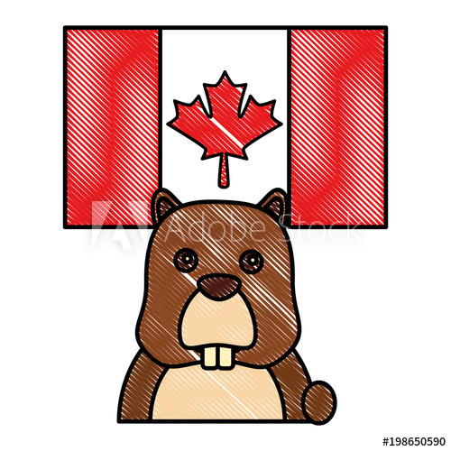 500x500 beaver head rodent with canadian flag vector illustration drawing