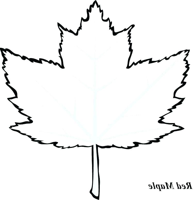 760x775 Maple Leaf Coloring