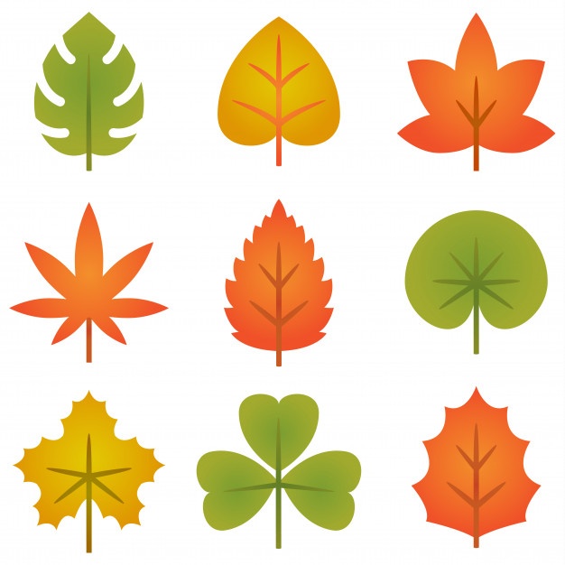 626x626 Maple Leaf Vectors, Photos And Free Download