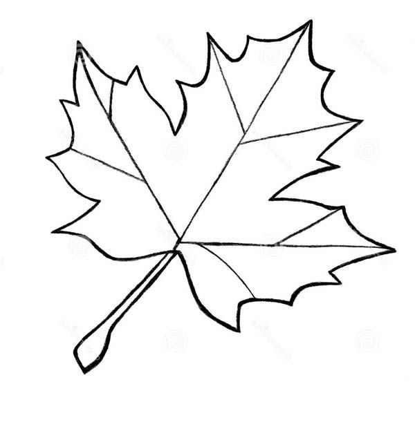 600x624 Sugar Maple Leaf Sketch Maple Leaves Coloring Pages To Use
