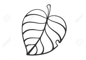 300x210 Cartoon Leaf Drawing Outlined Canadian Maple Leaf Line Cartoon