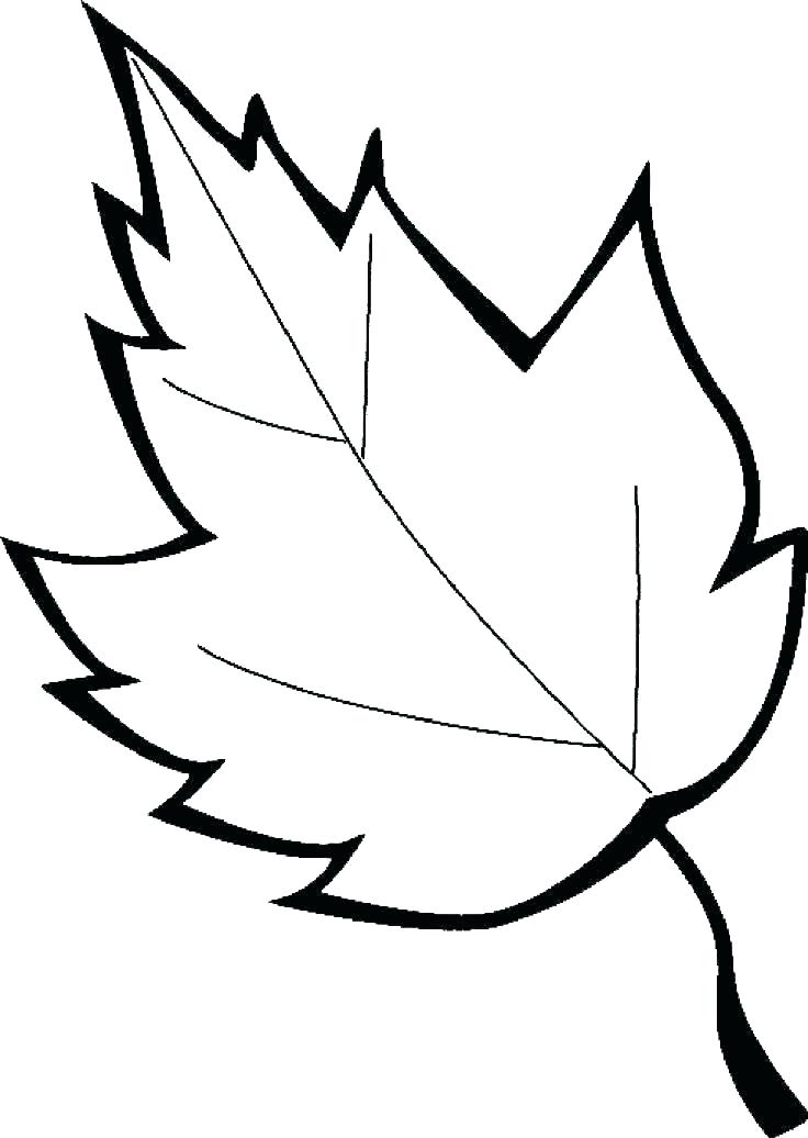 736x1036 Canadian Maple Leaf Coloring