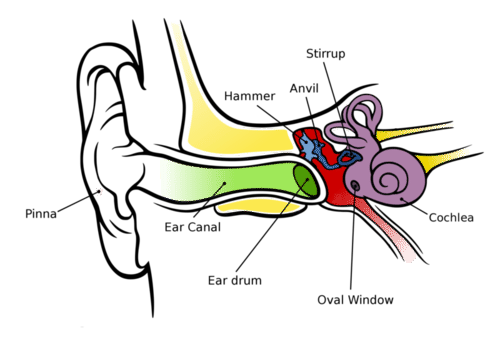 500x339 Collection Of Free Science Drawing Ear Download On Ui Ex